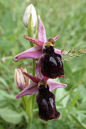 Ophrys ferrum-equinum \ Hufeisen-Ragwurz / Horseshoe Orchid, Samos,  Spatharei 17.4.2017 