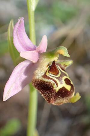 Ophrys heterochila / Various-Lip Bee Orchid, Samos,  Potami 15.4.2017 