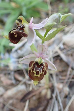 Ophrys heterochila \ Verschiedenlippige Ragwurz / Various-Lip Bee Orchid, Samos,  Potami 15.4.2017 