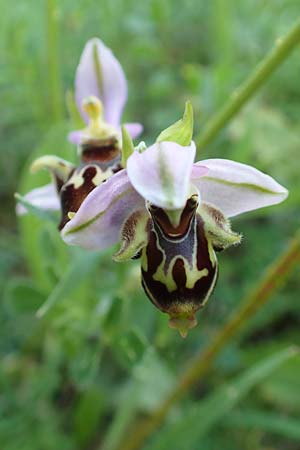 Ophrys heterochila \ Verschiedenlippige Ragwurz / Various-Lip Bee Orchid, Samos,  Potami 15.4.2017 
