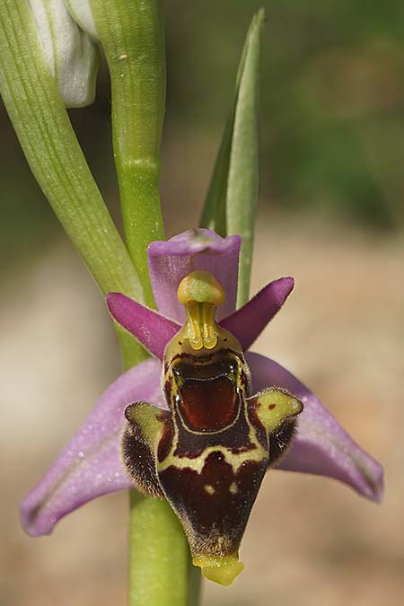 Ophrys homeri \ Homers Ragwurz, Samos,  Südosten 24.4.2022 (Photo: Helmut Presser)