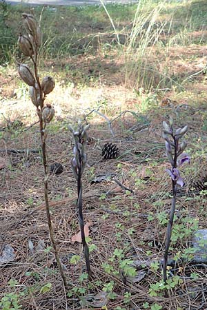 Limodorum abortivum \ Violetter Dingel / Violet Limodore, Samos,  Agios Konstantinos 14.4.2017 