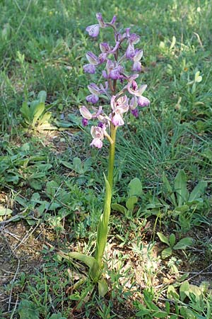 Anacamptis morio subsp. caucasica \ Südkaukasisches Knabenkraut / Southern Caucasian Orchid, Samos,  Kamara 16.4.2017 