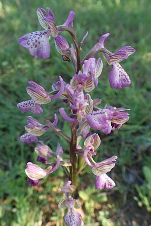 Anacamptis morio subsp. caucasica \ Südkaukasisches Knabenkraut / Southern Caucasian Orchid, Samos,  Kamara 16.4.2017 