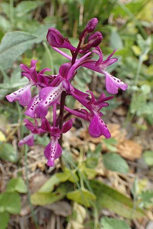 Orchis anatolica \ Anatolisches Knabenkraut / Anatolian Orchid, Samos,  Spatharei 17.4.2017 