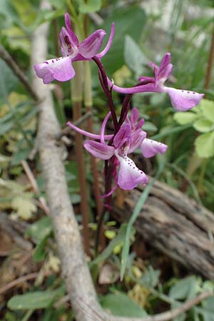 Orchis anatolica \ Anatolisches Knabenkraut, Samos,  Spatharei 17.4.2017 