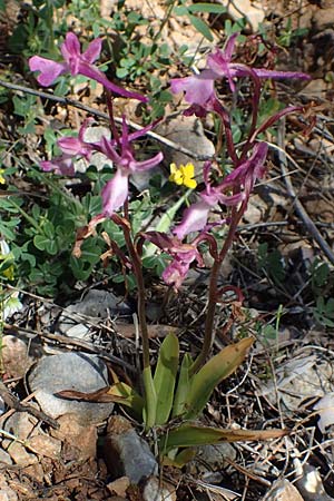 Orchis anatolica \ Anatolisches Knabenkraut, Samos,  Limnionas 18.4.2017 