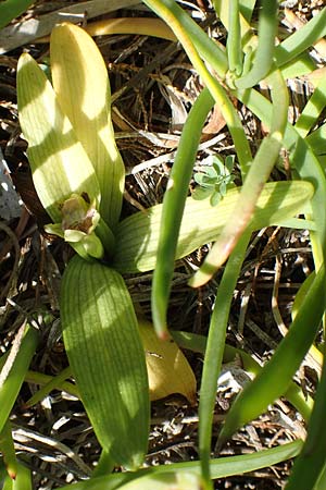 Ophrys bombyliflora \ Bremsen-Ragwurz, Drohnen-Ragwurz / Bumble Bee Orchid, Samos,  Mykali 19.4.2017 