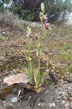 Ophrys calypsus \ Kalypso-Ragwurz / Calypso Bee Orchid, Samos,  Pyrgos 18.4.2017 