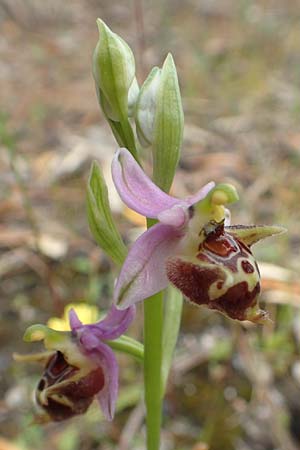 Ophrys calypsus \ Kalypso-Ragwurz / Calypso Bee Orchid, Samos,  Pyrgos 18.4.2017 