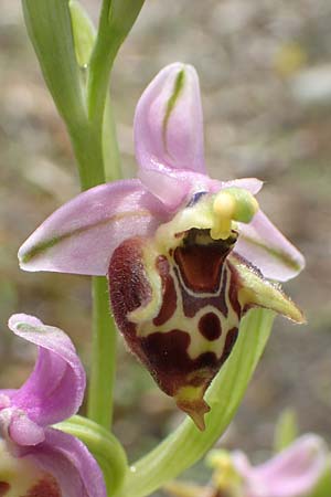 Ophrys calypsus \ Kalypso-Ragwurz / Calypso Bee Orchid, Samos,  Pyrgos 18.4.2017 