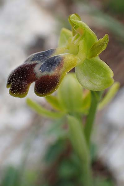 Ophrys parosica \ Paros-Ragwurz / Paros Orchid, Samos,  Mytilini 10.4.2017 