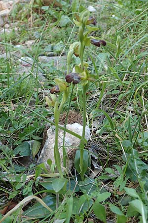 Ophrys parosica \ Paros-Ragwurz, Samos,  Potami 15.4.2017 