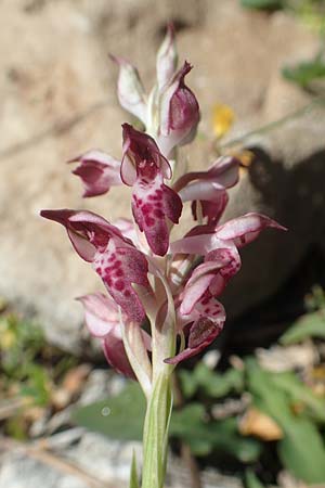 Anacamptis coriophora subsp. fragrans \ Wohlriechendes Knabenkraut / Fragrant Orchid, Samos,  Limnionas 18.4.2017 