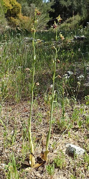 Ophrys herae \ Hera-Ragwurz, Samos,  Paleokastro 11.4.2017 