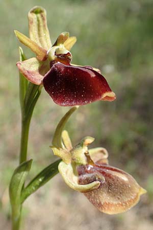 Ophrys herae \ Hera-Ragwurz, Samos,  Paleokastro 11.4.2017 