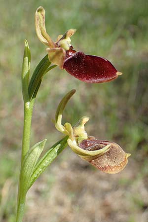 Ophrys herae \ Hera-Ragwurz, Samos,  Paleokastro 11.4.2017 