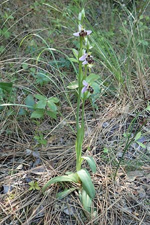 Ophrys heterochila \ Verschiedenlippige Ragwurz / Various-Lip Bee Orchid (anderer Standort / another site), Samos,  Potami 15.4.2017 
