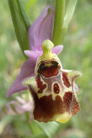 Ophrys samiotissa \ Samiotische Ragwurz / Samian Bee Orchid, Samos,  Pyrgos 17.4.2017 