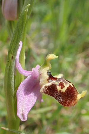 Ophrys samiotissa / Samian Bee Orchid, Samos,  Pyrgos 17.4.2017 