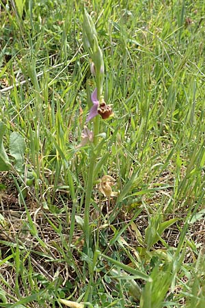 Ophrys samiotissa \ Samiotische Ragwurz / Samian Bee Orchid, Samos,  Pyrgos 17.4.2017 