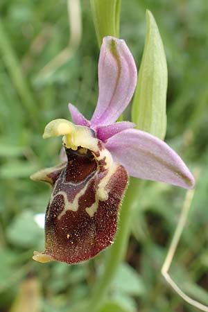 Ophrys samiotissa / Samian Bee Orchid (another site), Samos,  Spatharei 17.4.2017 