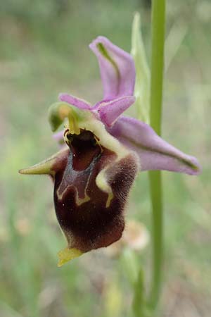 Ophrys samiotissa \ Samiotische Ragwurz, Samos,  Spatharei 17.4.2017 