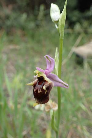 Ophrys samiotissa \ Samiotische Ragwurz, Samos,  Spatharei 17.4.2017 