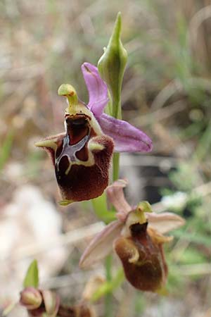 Ophrys samiotissa \ Samiotische Ragwurz / Samian Bee Orchid, Samos,  Spatharei 17.4.2017 