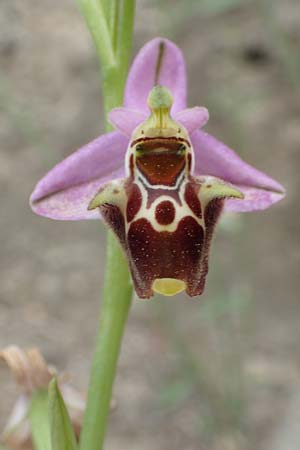 Ophrys samiotissa \ Samiotische Ragwurz / Samian Bee Orchid, Samos,  Spatharei 17.4.2017 