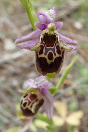 Ophrys samiotissa \ Samiotische Ragwurz, Samos,  Spatharei 17.4.2017 