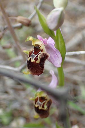 Ophrys samiotissa \ Samiotische Ragwurz / Samian Bee Orchid, Samos,  Spatharei 17.4.2017 