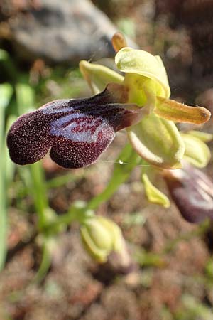 Ophrys iricolor \ Regenbogen-Ragwurz, Samos,  Potami 15.4.2017 