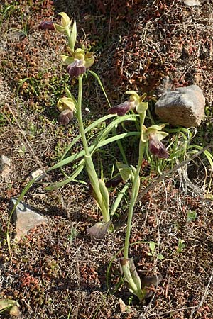 Ophrys iricolor \ Regenbogen-Ragwurz, Samos,  Potami 15.4.2017 