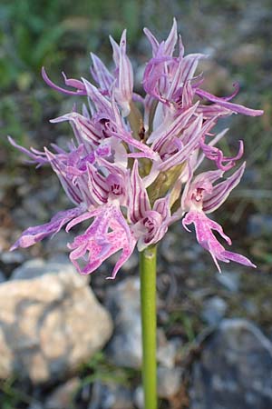 Orchis italica \ Italienisches Knabenkraut / Wavy-Leaved Monkey Orchid, Italian Man Orchid, Samos,  Potami 15.4.2017 