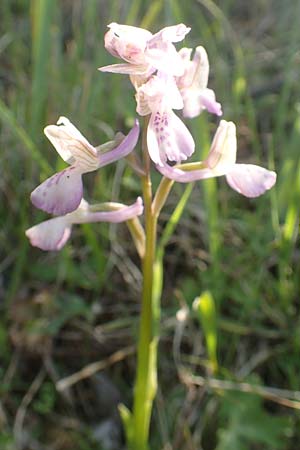 Anacamptis morio subsp. caucasica \ Südkaukasisches Knabenkraut / Southern Caucasian Orchid, Samos,  Myloi 13.4.2017 