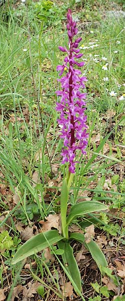 Orchis mascula \ Manns-Knabenkraut, Stattliches Knabenkraut / Early Purple Orchid, Samos,  Spatharei 17.4.2017 