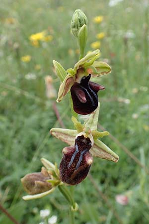 Ophrys mammosa \ Busen-Ragwurz, Samos,  Spatharei 17.4.2017 