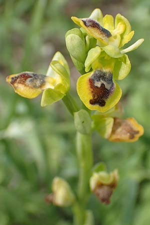 Ophrys sicula \ Kleine Gelbe Ragwurz / Sicilian Bee Orchid, Samos,  Mytilini 10.4.2017 