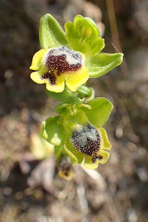 Ophrys sicula \ Kleine Gelbe Ragwurz / Sicilian Bee Orchid, Samos,  Potami 15.4.2017 