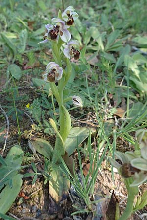 Ophrys umbilicata \ Nabel-Ragwurz / Carmel Bee Orchid, Samos,  Kamara 16.4.2017 