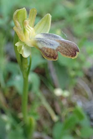 Ophrys parosica / Paros Orchid, Samos,  Potami 15.4.2017 