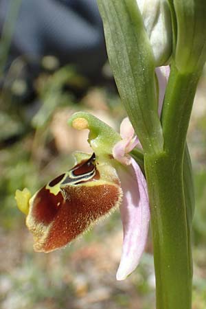 Ophrys samia \ Samos-Ragwurz / Samos Bee Orchid, Samos,  Limnionas 18.4.2017 