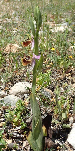 Ophrys samia / Samos Bee Orchid, Samos,  Limnionas 18.4.2017 