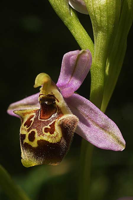 Ophrys samiotissa \ Samiotische Ragwurz / Samian Bee Orchid, Samos,    18.4.2022 (Photo: Helmut Presser)