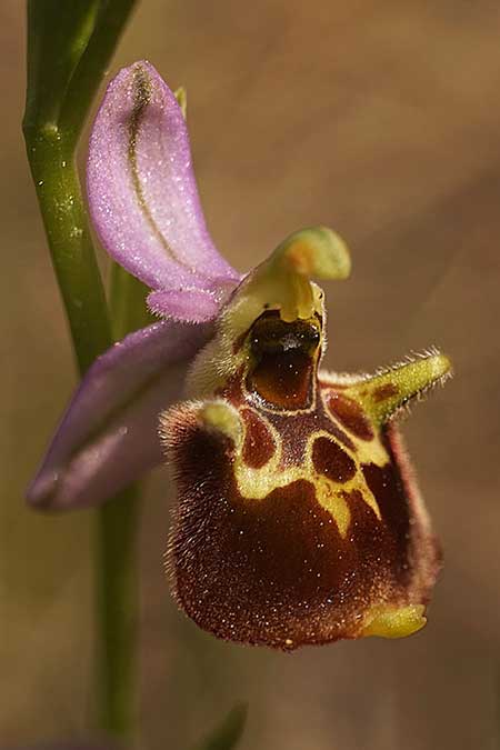 Ophrys samiotissa / Samian Bee Orchid, Samos,    18.4.2022 (Photo: Helmut Presser)