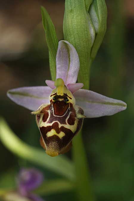 Ophrys samiotissa \ Samiotische Ragwurz, Samos,    18.4.2022 (Photo: Helmut Presser)