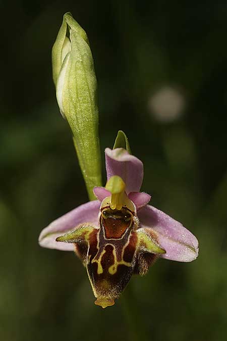 Ophrys samiotissa \ Samiotische Ragwurz, Samos,    18.4.2022 (Photo: Helmut Presser)