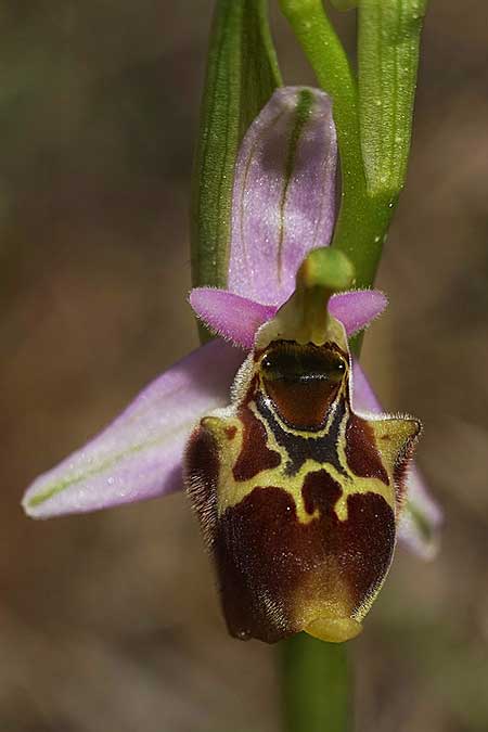 Ophrys samiotissa / Samian Bee Orchid, Samos,    18.4.2022 (Photo: Helmut Presser)