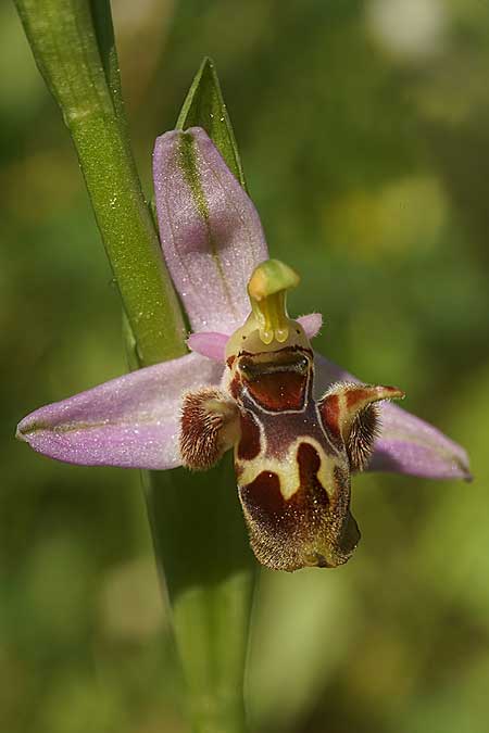 Ophrys samiotissa \ Samiotische Ragwurz, Samos,    18.4.2022 (Photo: Helmut Presser)